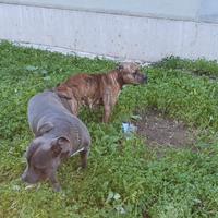 Cuccioli blue nose