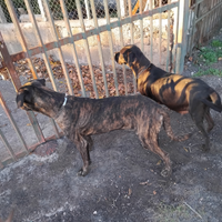 Cuccioli cane corso