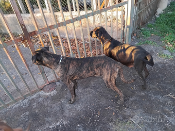 Cuccioli cane corso