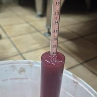 Uva Aglianico di Taurasi 