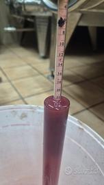 Uva Aglianico di Taurasi 