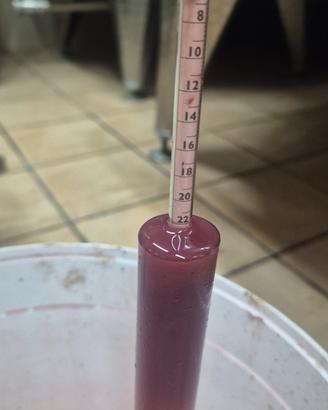 Uva Aglianico di Taurasi 