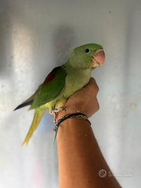 Pulli imbecco grande alessandrino pappagallo