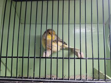 Canarino gloster