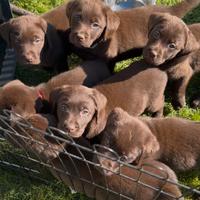 Ultimi Cuccioli Labrador cioccolato disponibili