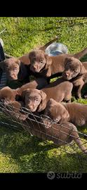Ultimi Cuccioli Labrador cioccolato disponibili