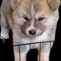 Akita inu