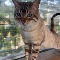 Maschio Bengal Snow Lynx Occhi Blu monta