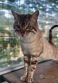 Maschio Bengal Snow Lynx Occhi Blu monta