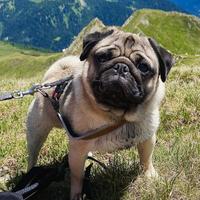 Carlino disponibile per monte - PEDIGREE ENCI