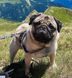 Carlino disponibile per monte - PEDIGREE ENCI