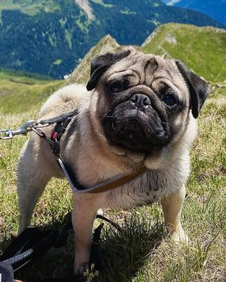 Carlino disponibile per monte - PEDIGREE ENCI