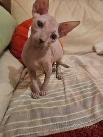 Canadian Sphynx