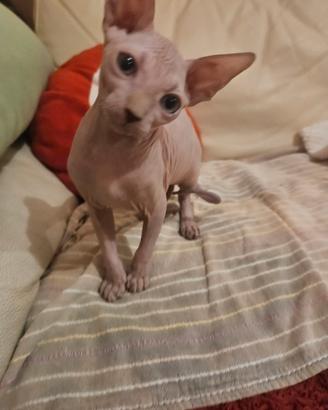 Canadian Sphynx