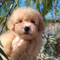 Barboncino color Champagne ANCHE A RATE