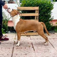 American staffordshire terrier AMSTAFF