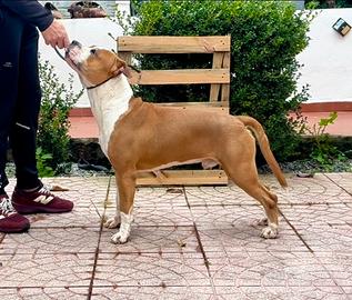 American staffordshire terrier AMSTAFF