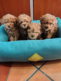 Barboncini Fulvo toy