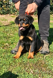 Cuccioli rottweiler alta genealogia