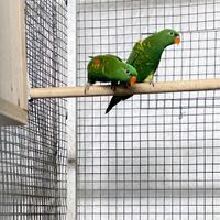 Lory petto a Scaglie (Chlorolepidotus)