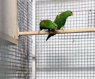 Lory petto a Scaglie (Chlorolepidotus)