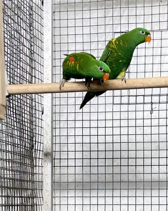 Lory petto a Scaglie (Chlorolepidotus)