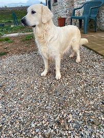 Adulta golden retriever