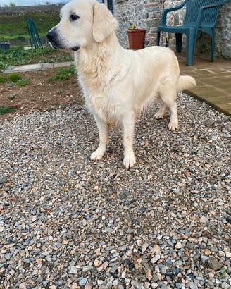 Adulta golden retriever