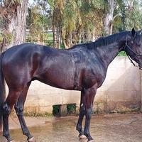 Stallone anglo-arabo del 2022