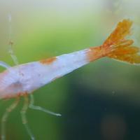 Caridine orange rili