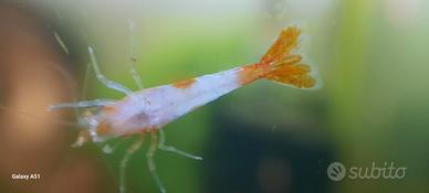 Caridine orange rili