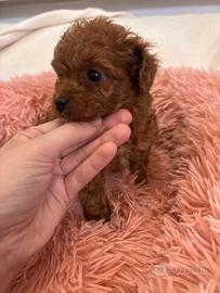 Barboncino mini toy red