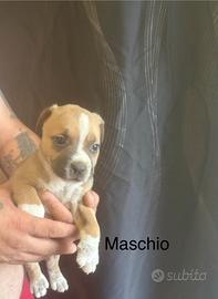 Cuccioli pit bull