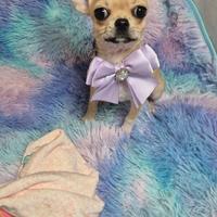 Chihuahua con pedigree