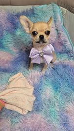 Chihuahua con pedigree