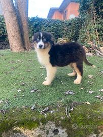 Cucciole di pastore australiano