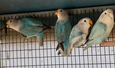 Pappagalli inseparabili