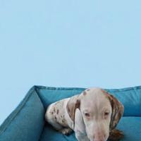 Bassotto kaninchen Arlecchino