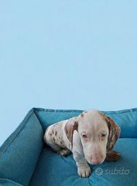 Bassotto kaninchen Arlecchino