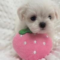 Maltese coreano cucciolo