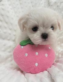 Maltese coreano cucciolo