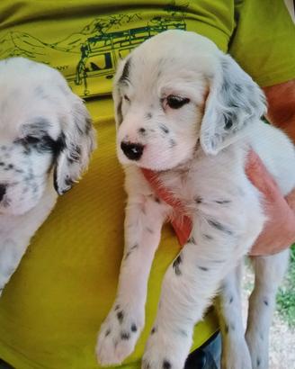 Setter inglese