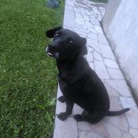 Cane femmina