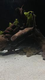 Gibbiceps (pesce pulitore)