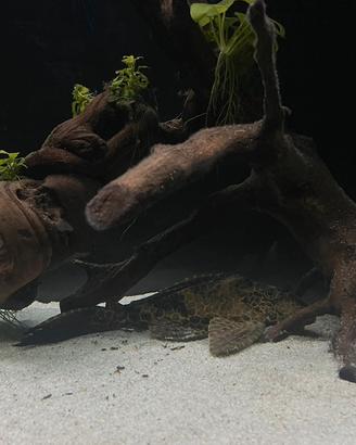 Gibbiceps (pesce pulitore)