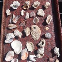 lotto di conchiglie di mare naturali 
