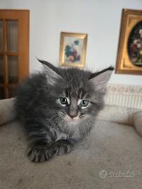 Gattini Maine Coon