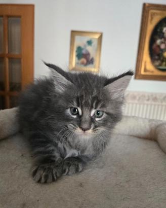 Gattini Maine Coon