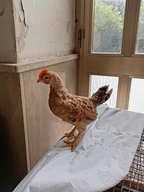 Pulcini olive egger