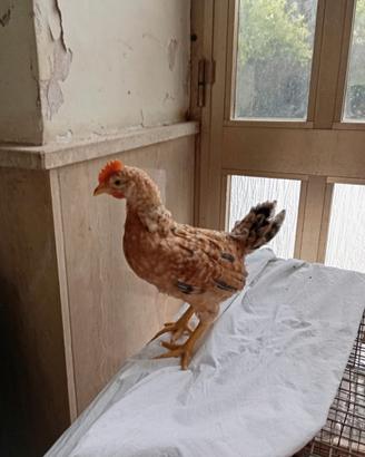Pulcini olive egger